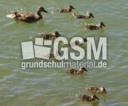 Stockente-mit-Jungen.jpg